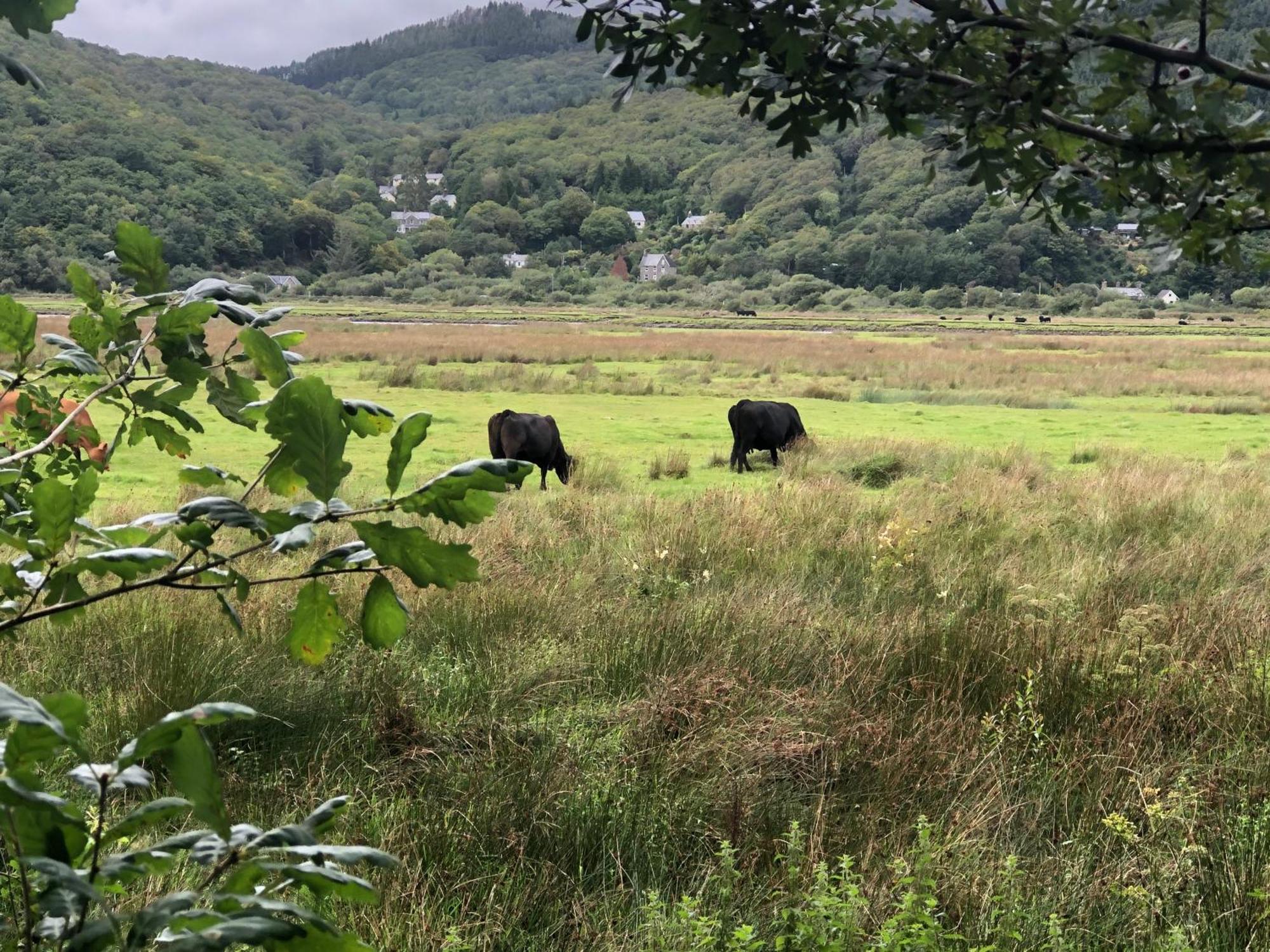 多尔盖罗Snowdonia Mawddach Escape别墅 外观 照片